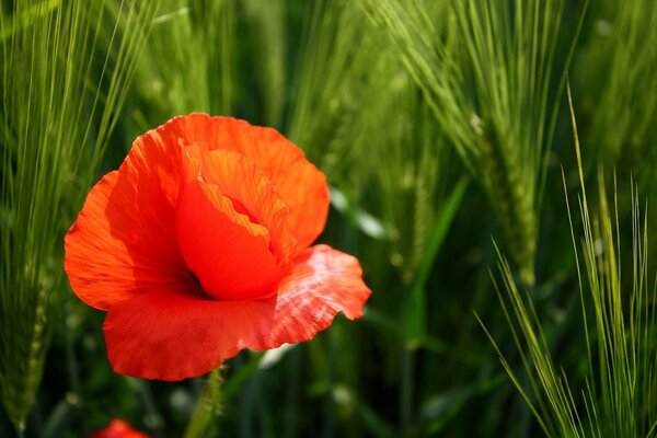 Rote Blume auf grünen Pflanzen Hintergrund