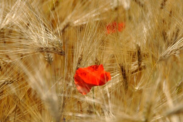 Rare flowers on a field of wheat spikelets