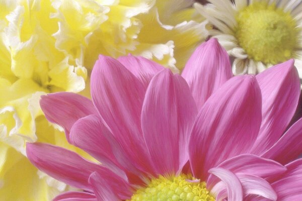 Pink flower close-up