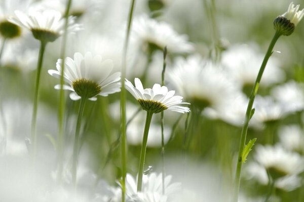 Kamille in der Natur ist eine besondere Blume