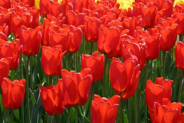 Red tulips and green stems