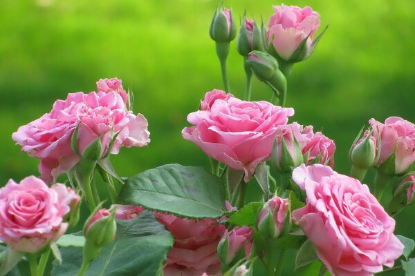 Wild roses are no less beautiful