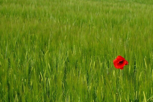 Samotny czerwony kwiat wśród zielonej pszenicy