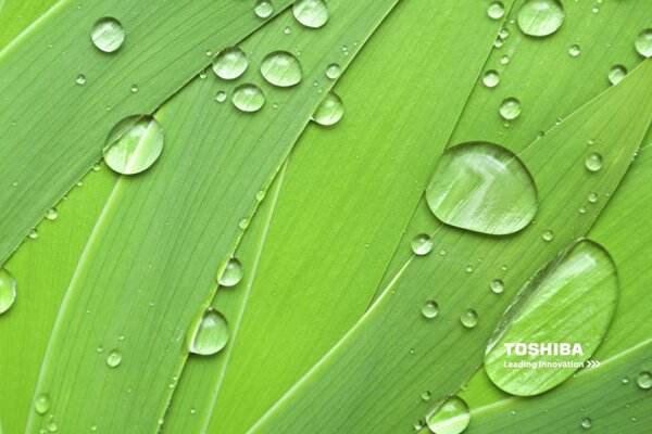 Raindrops on green foliage