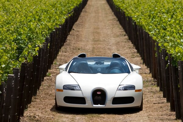 White bugatti sports car in nature