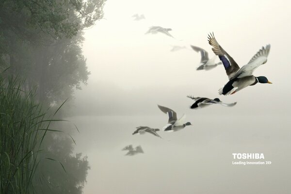 Patos en la naturaleza. Vuelo