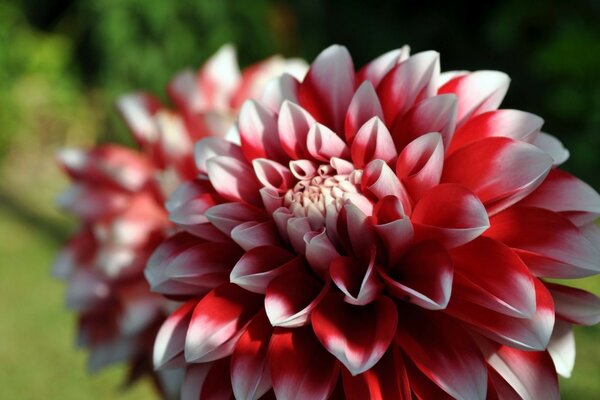 Closeup di fiore rosso bianco in natura