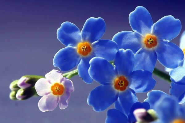 A sprig of flowers with blue petals