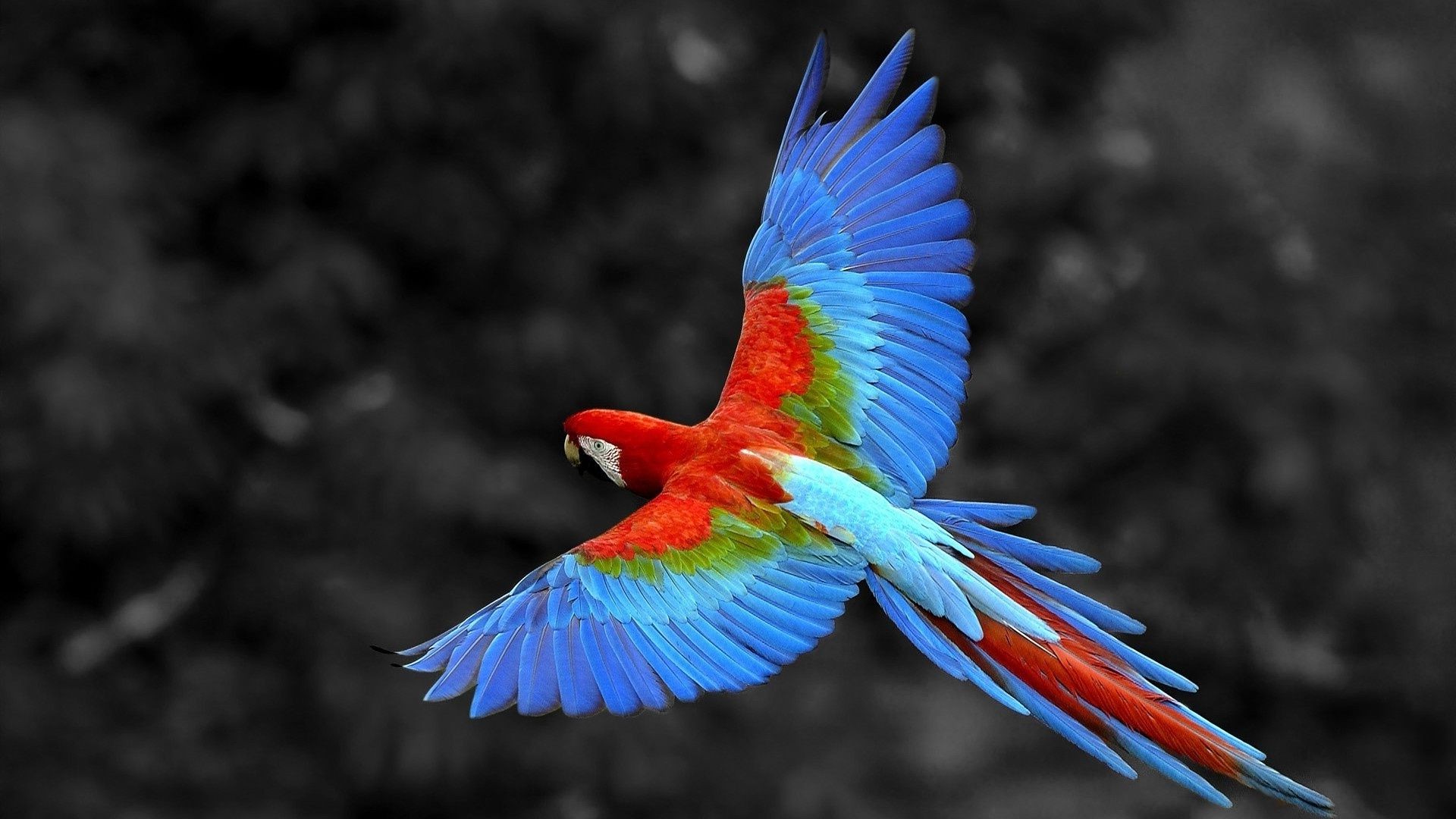 parrot bird nature color feather bright
