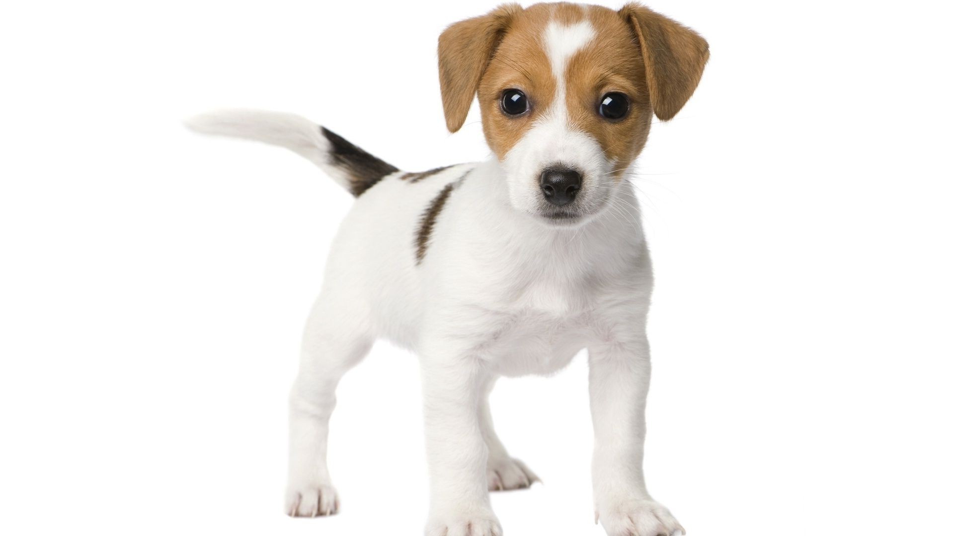 dogs dog cute pet canine mammal animal puppy little sit purebred pedigree isolated funny breed looking studio terrier