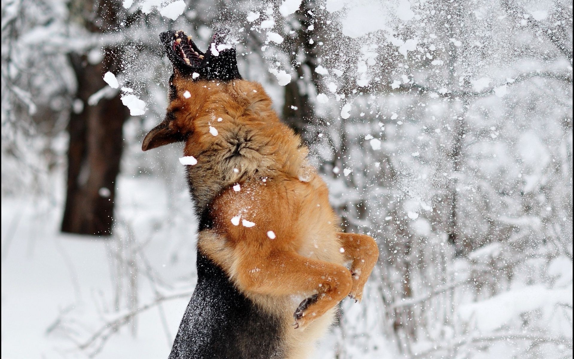 dogs snow winter cold mammal nature animal outdoors cute dog wildlife ice one wood frost portrait