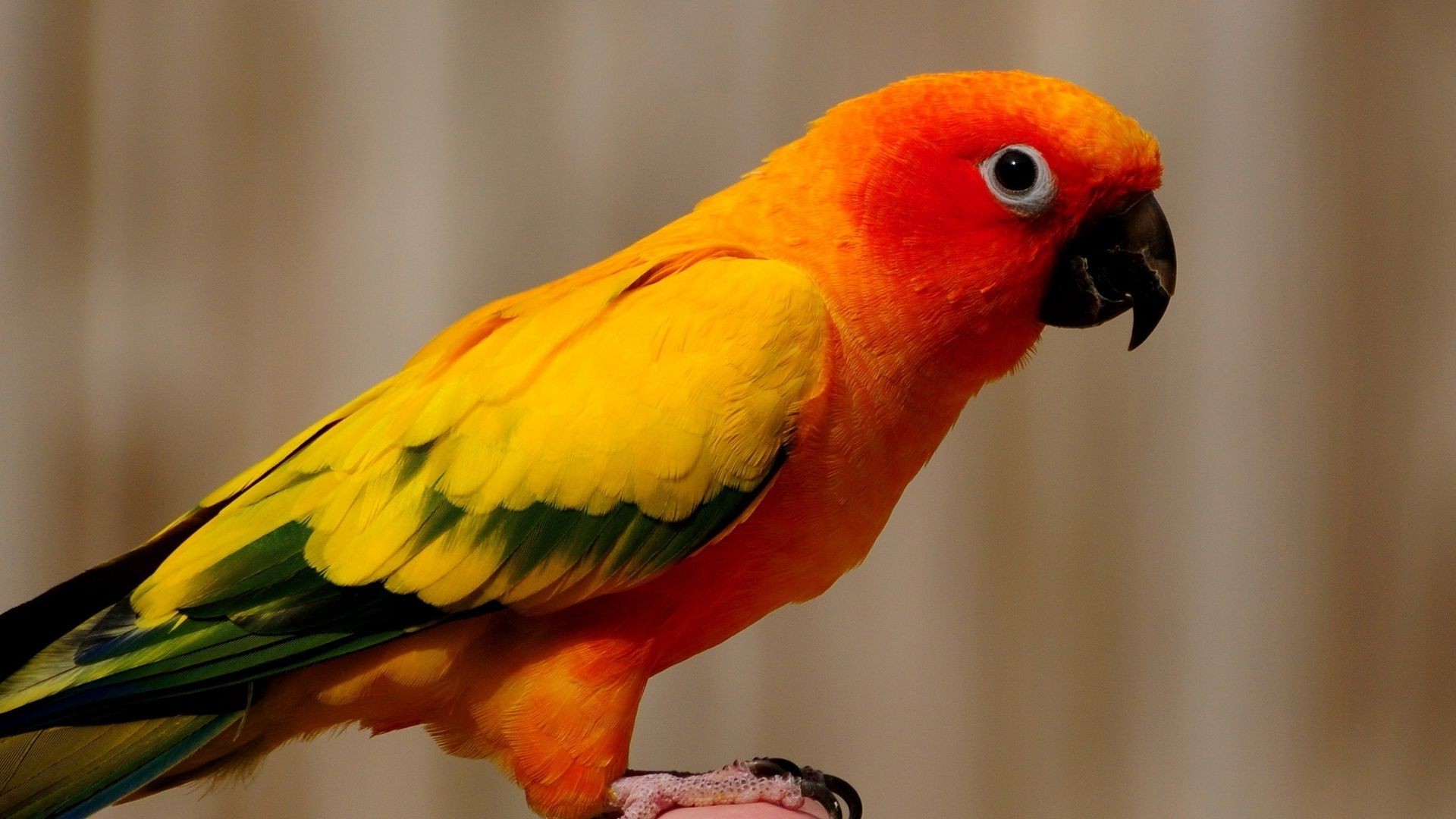 papagei vogel tierwelt ara papagei schnabel tropisch zoo tier avian feder natur wild exotisch hell