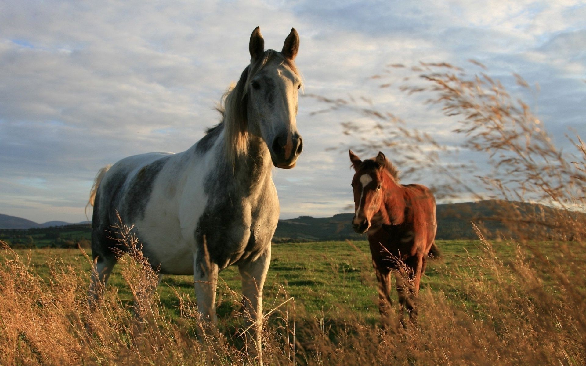 cheval mammifère cavalerie mare cheval herbe pâturage foin ferme champ animal étalon manet élevage de chevaux équestre animaux vivants rural agriculture poney pâturage