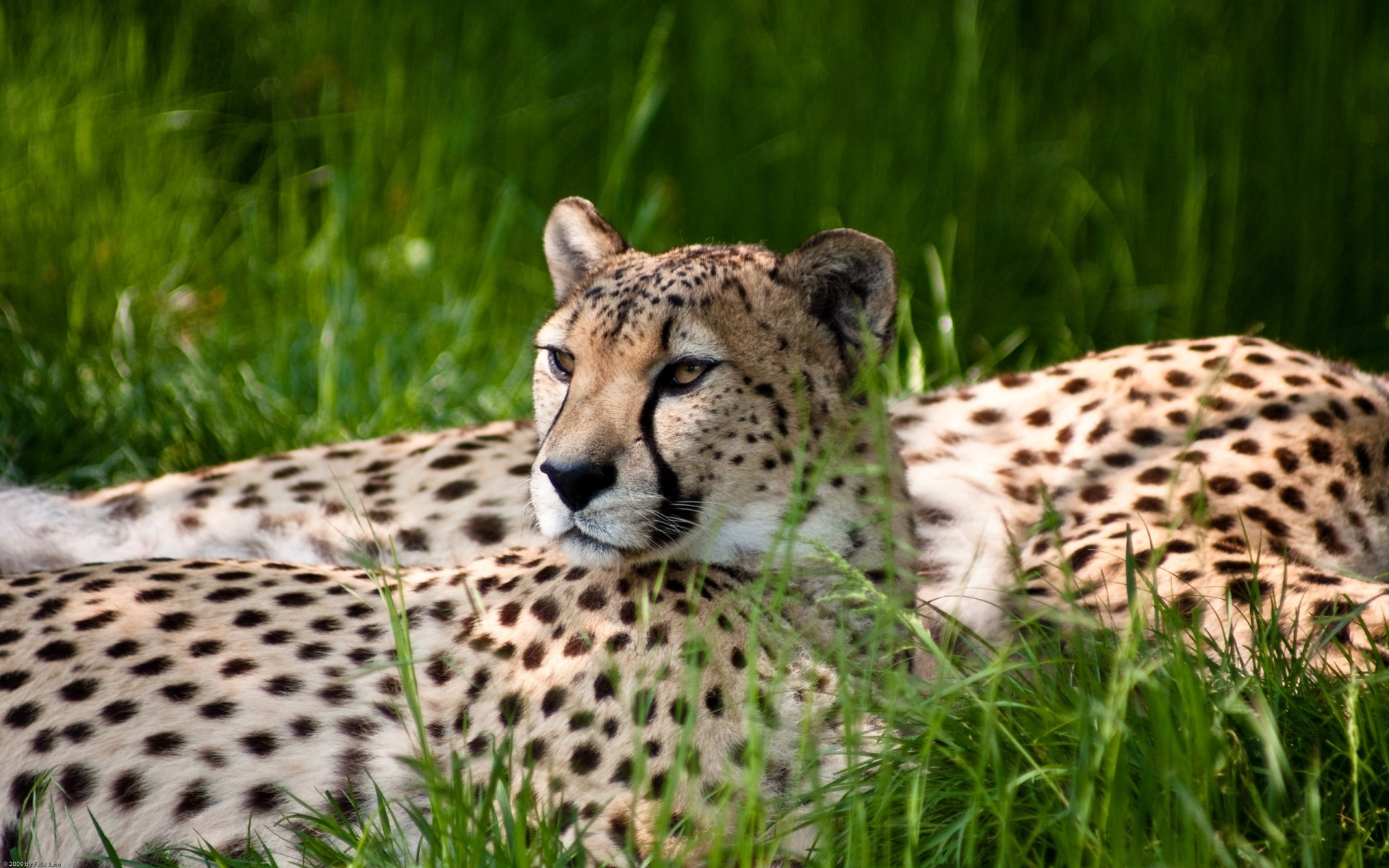 animais vida selvagem chita mamífero grama selvagem gato predador natureza comedor de carne safari caçador animal jardim zoológico leopardo