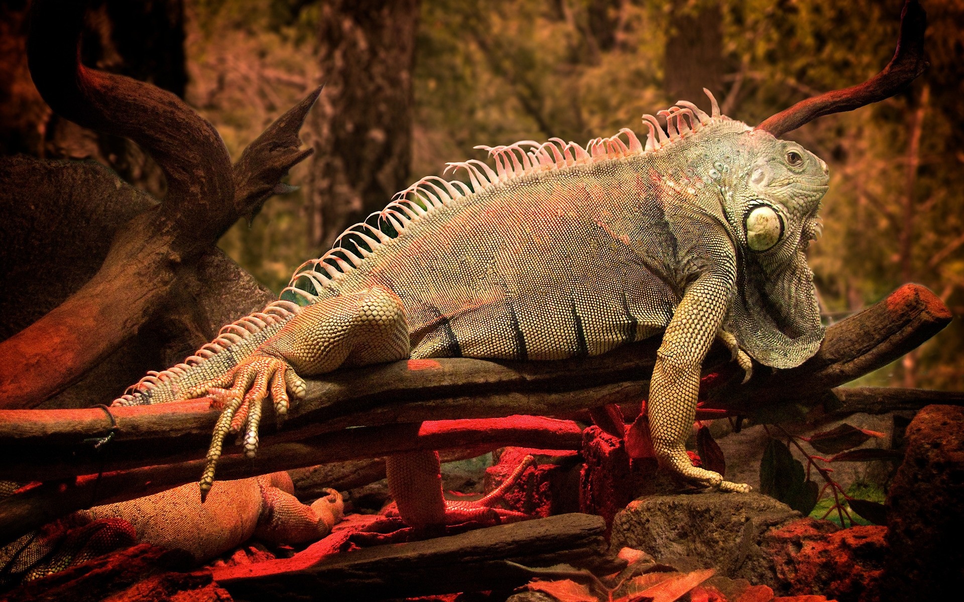 répteis e rãs réptil dragão animal lagarto vida selvagem natureza jardim zoológico sozinho monstro iguana