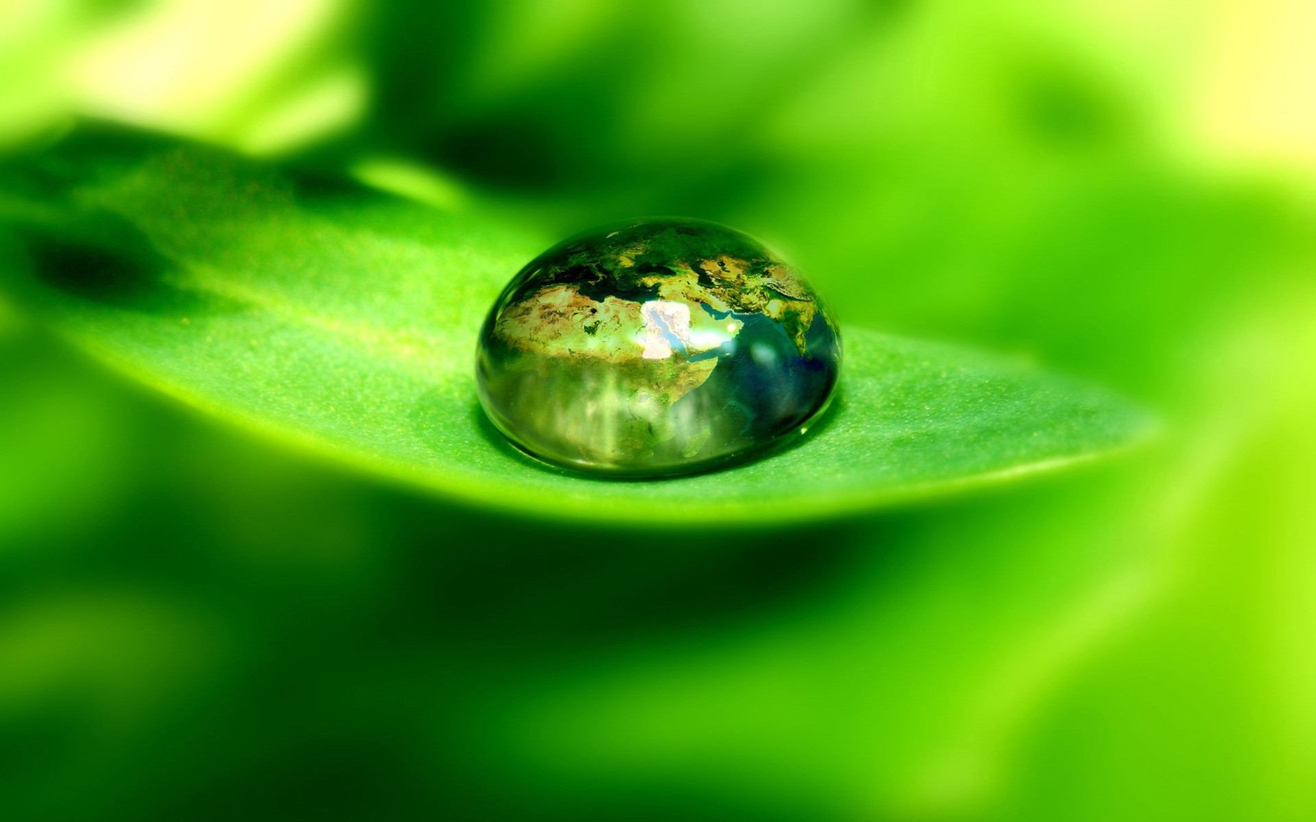 photo manipulation rain leaf dew droplet drop nature wet purity water raindrop flora growth