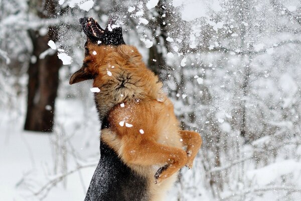 Der Hund wollte wirklich Schnee essen