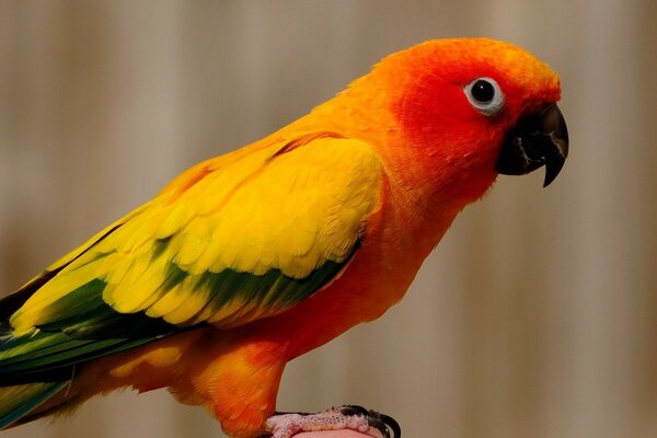 Sunny bright beautiful parrot