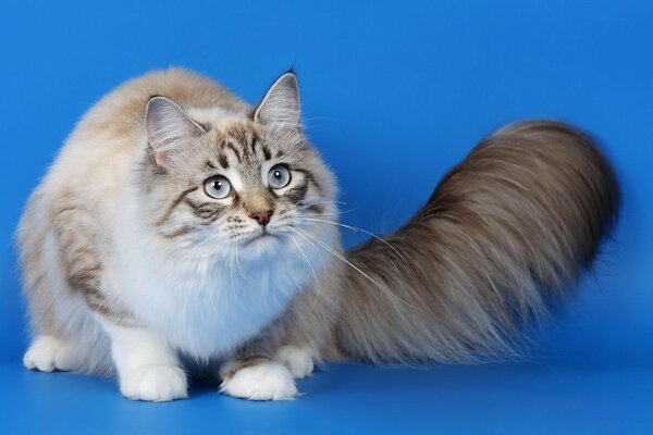 Gato peludo sobre fondo azul