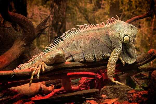 Grünes Reptil, das auf Ästen liegt