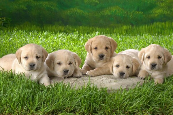 Mignons petits chiots se trouvent dans l herbe