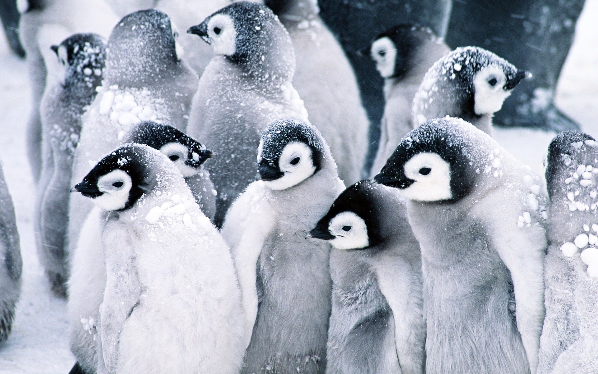 animaux neige givré hiver froid polaire gel congelé mammifère glace faune nature oiseau groupe pingouins