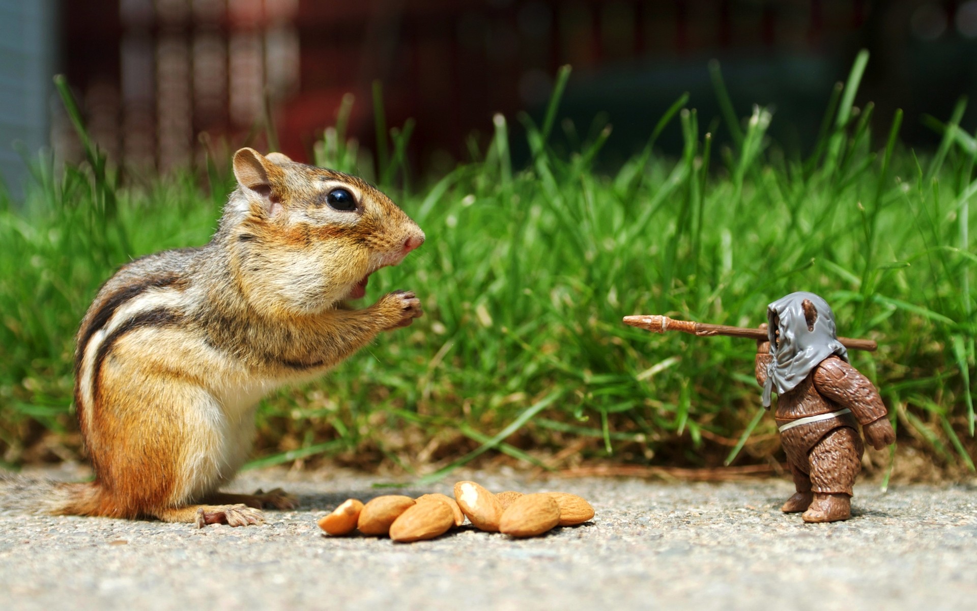 animais natureza mamífero pequeno animal vida selvagem grama fofa roedor ao ar livre selvagem pele esquilo madeira rato anime