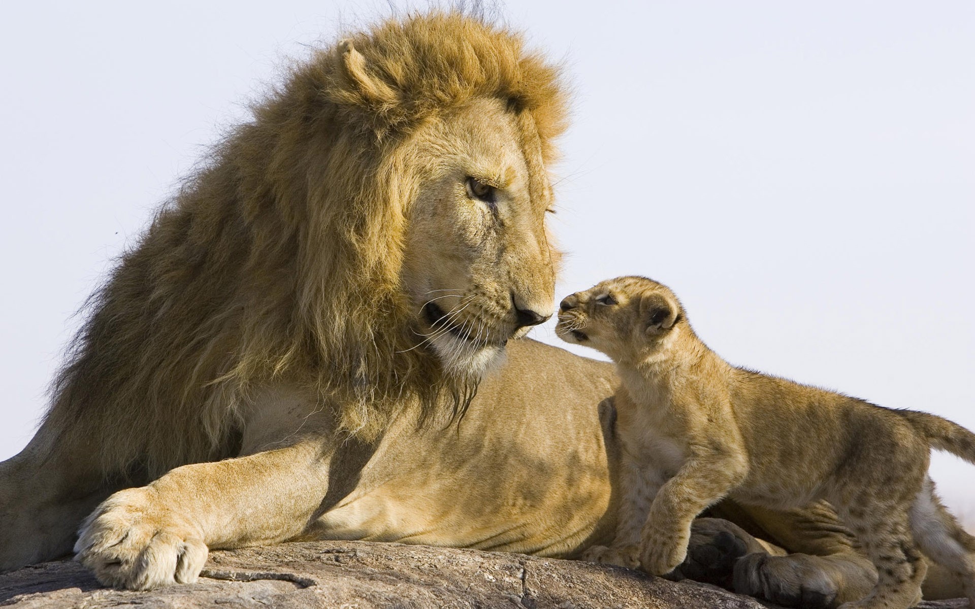 animals lion cat mammal wildlife animal predator carnivore hunter wild zoo nature lioness portrait mane safari lions cub