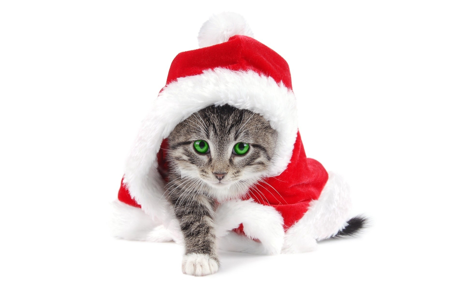 katzen niedlich fell lustig wenig winter weihnachten flaumig tiere