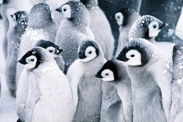 Colonia de pequeños pingüinos cubiertos de nieve