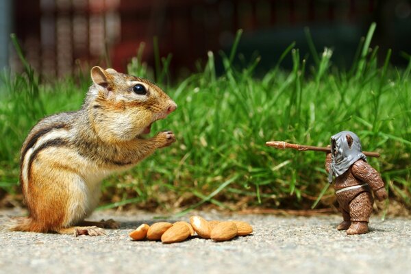 Chipmunk on the lawn with an ewok