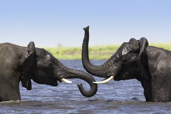 Les éléphants passent du temps dans l eau