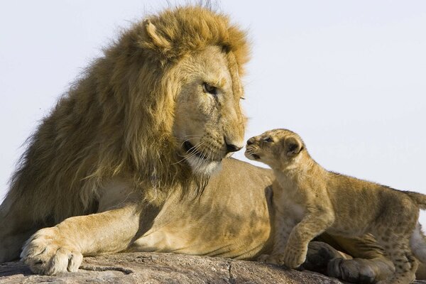 The lion gave birth not long ago, a 3-month-old cub is playing with him