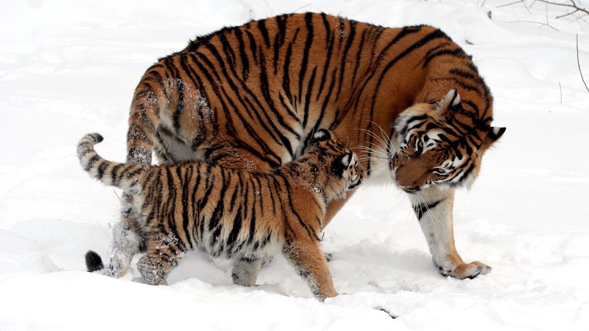 tigres vida silvestre gato tigre mamífero depredador animal cazador carnívoro salvaje raya caza naturaleza piel siberiano agresión zoológico mirando enojado