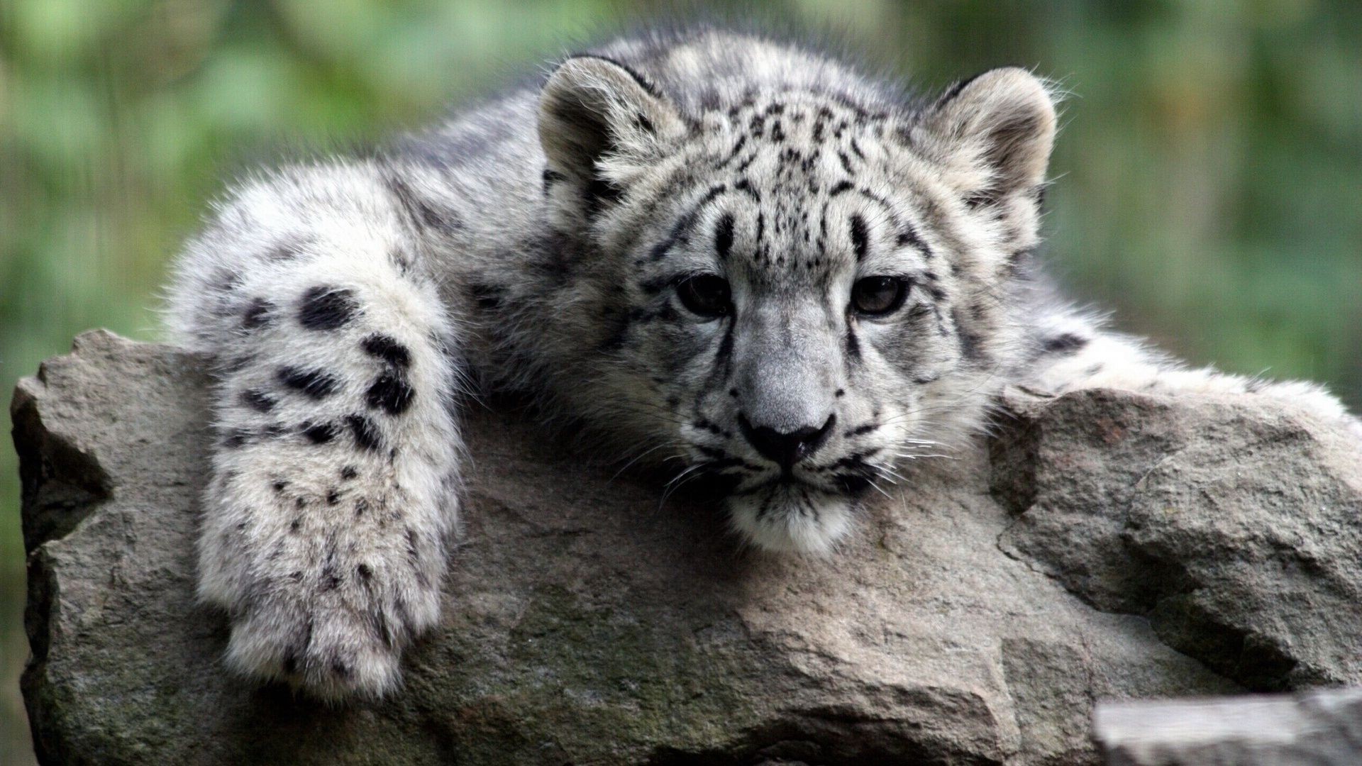 tigres vida selvagem mamífero animal selvagem gato natureza predador jardim zoológico comedor de carne pele grande caçador ao ar livre ameaçado de extinção retrato