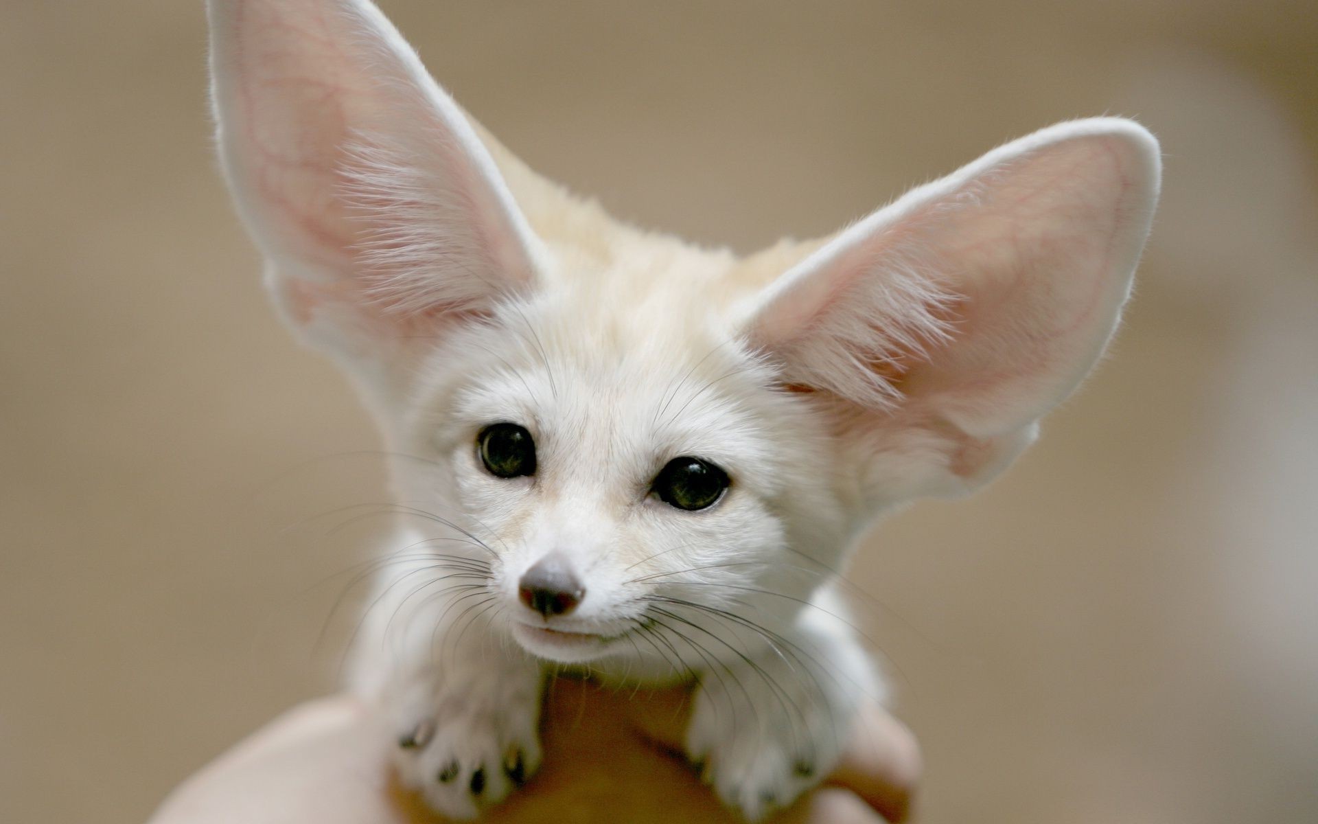 animales lindo mascota animal pequeño retrato mamífero gato joven bebé pelaje ojo divertido