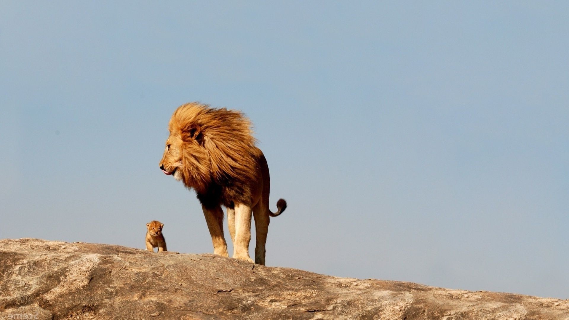 leones vida silvestre mamífero al aire libre naturaleza luz del día solo salvaje cielo viajes vista lateral