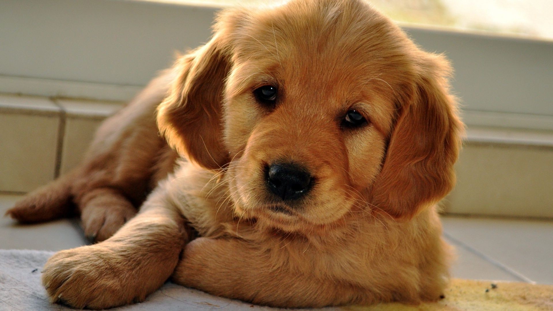 hund hund haustier hundeführer welpe säugetier niedlich retriever porträt fell tier golden retriever wenig inländische sitzen rasse liebenswert anzeigen