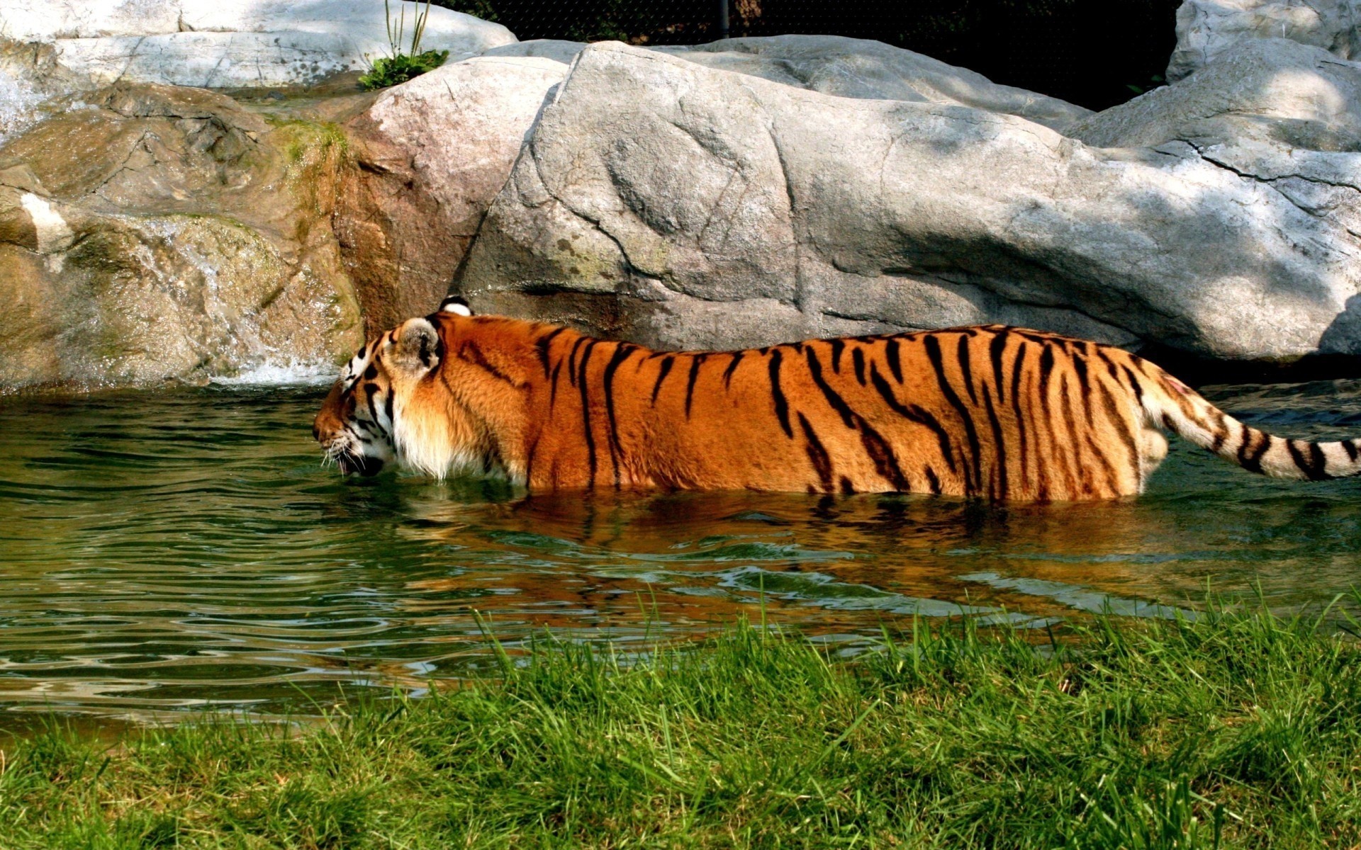 tiere katze tiger tierwelt säugetier raubtier jäger zoo natur safari wild aggression gefahr dschungel groß streifen tier im freien fleischesser eine