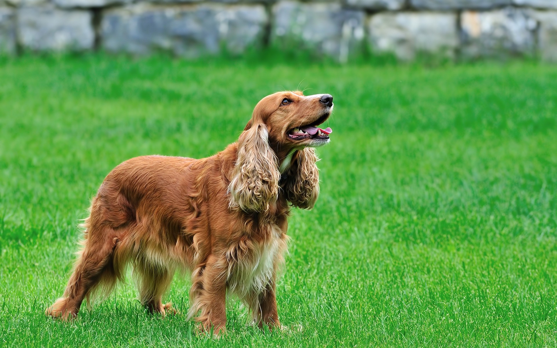 hunde gras hund tier säugetier haustier feld niedlich heuhaufen hundeführer welpe inländische rasse jung wenig reinrassig porträt sitzen natur sommer tiere