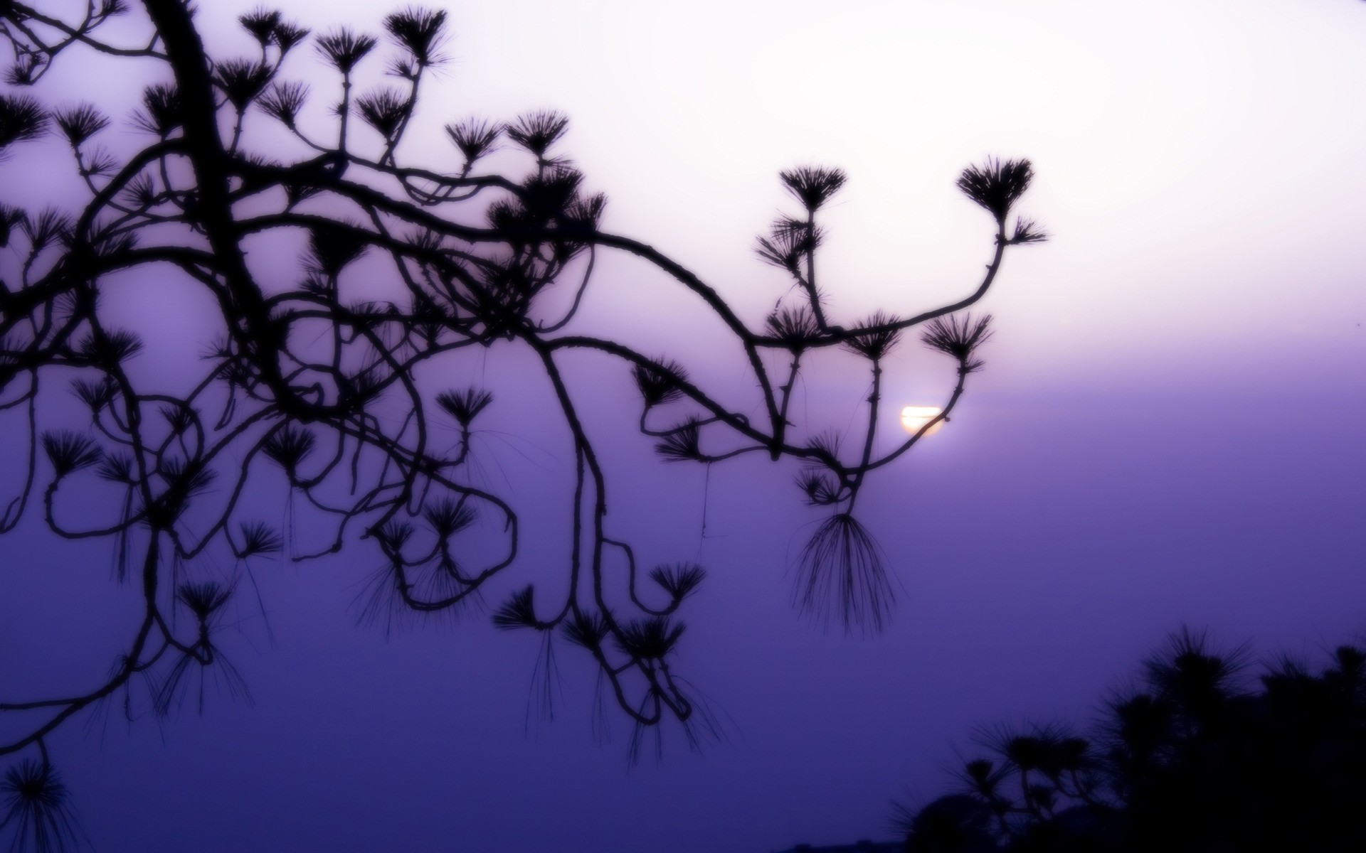 landscapes silhouette tree nature branch desktop sky dawn flora leaf backlit flower landscape light moon sunset art evening outdoors