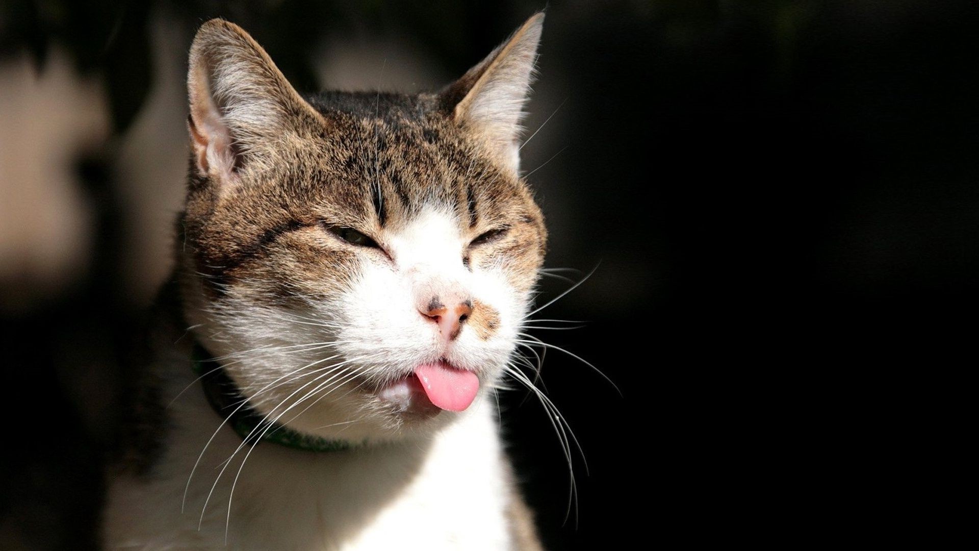 katze katze niedlich auge haustier tier fell porträt kätzchen schnurrbart junge säugetier inländische