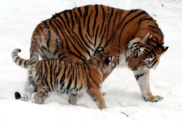 Tiger and tiger cub on a walk in the snow