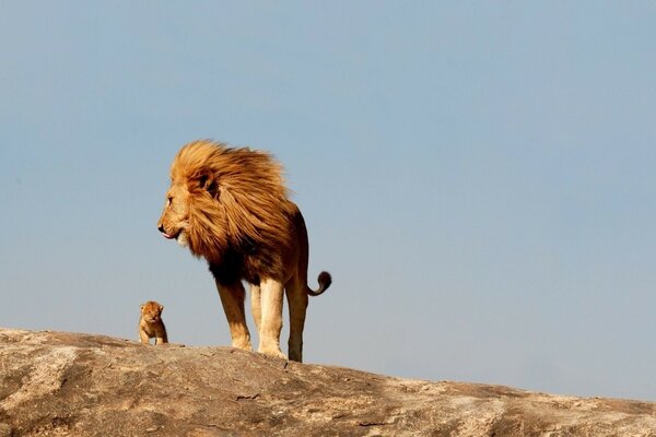 Wild nature mother and baby