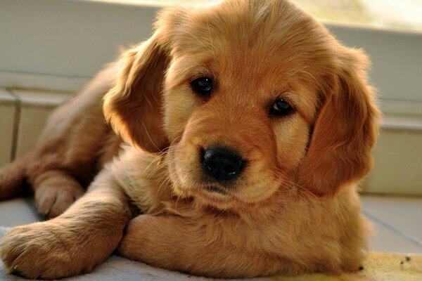 A little devoted puppy is waiting for the owner