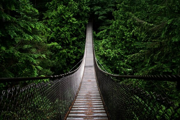 Eine Holzbrücke schwebt über einem Abgrund im Dschungel