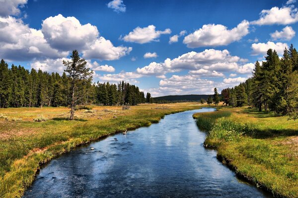 Rivière tranquille boisée au milieu d une forêt de conifères