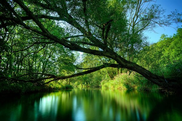 Lago nella foresta verde e raggi di sole