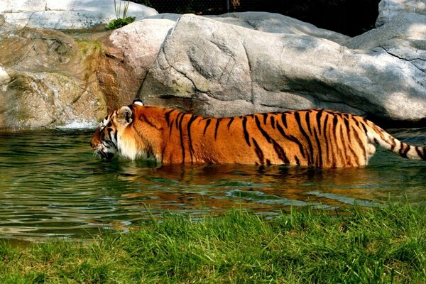 La tigre nuota nell acqua della natura