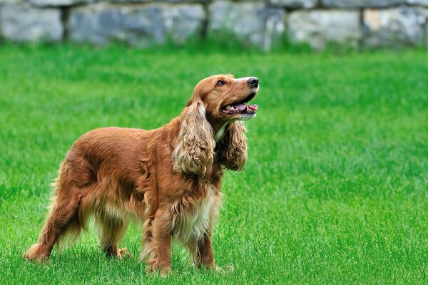 Kokerspaniel on the green lawn is waiting for the team